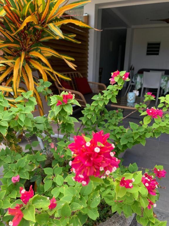 Le Tropical Appartement 1 Ou 2 Chambres Лез-Анс-д'Арле Экстерьер фото